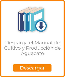 Manual Cultivo y Producción de Aguacate